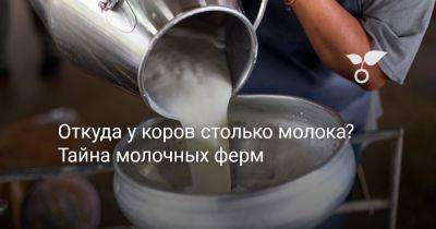 Откуда у коров столько молока? Тайна молочных ферм - botanichka.ru - Россия