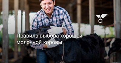 Правила выбора хорошей молочной коровы - botanichka.ru