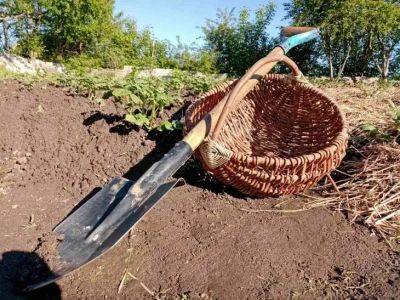 Садовый инвентарь сияет как новенький: забытый трюк против ржавчины – результат удивит даже скептиков - belnovosti.by