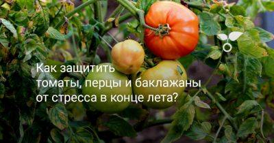 Как защитить томаты, перцы и баклажаны от стресса в конце лета? - botanichka.ru