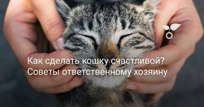 Как сделать кошку счастливой? Советы ответственному хозяину - botanichka.ru