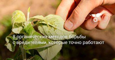 8 органических методов борьбы с вредителями, которые точно работают - botanichka.ru