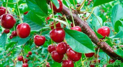 Всё про осенний уход за вишней - agro-market.net