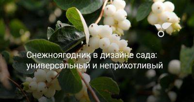 Снежноягодник в дизайне сада: универсальный и неприхотливый - botanichka.ru - Китай