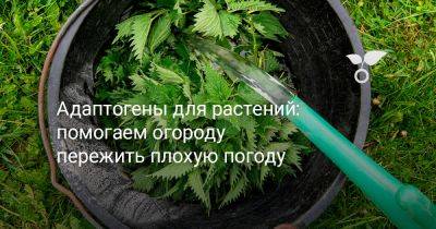 Адаптогены для растений: помогаем огороду пережить плохую погоду - botanichka.ru