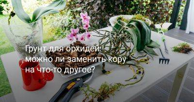 Грунт для орхидей: можно ли заменить кору на что-то другое? - botanichka.ru