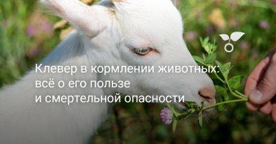 Клевер в кормлении животных: всё о его пользе и смертельной опасности - botanichka.ru