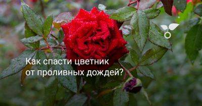 Как спасти цветник от проливных дождей? - botanichka.ru