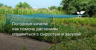 Погодные качели: как помочь растениям справиться с сыростью и засухой - botanichka.ru