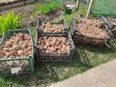 Что нельзя класть в лунку при посадке картофеля: запомните раз и навсегда - belnovosti.by