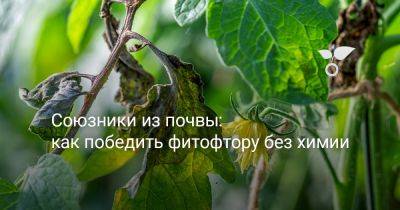 Союзники из почвы: как победить фитофтору без химии - botanichka.ru