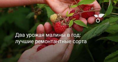 Два урожая малины в год: лучшие ремонтантные сорта - botanichka.ru