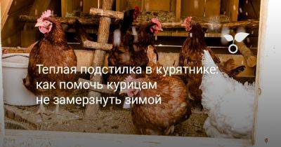 Теплая подстилка в курятнике: как помочь курицам не замерзнуть зимой - botanichka.ru