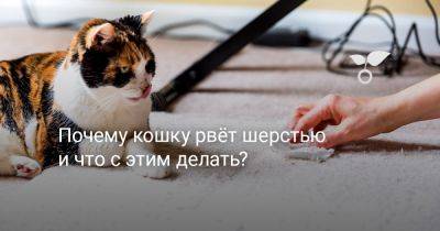 Почему кошку рвёт шерстью и что с этим делать? - botanichka.ru
