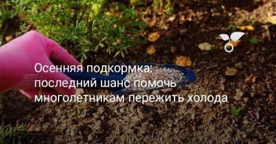 Осенняя подкормка: последний шанс помочь многолетникам пережить холода - botanichka.ru