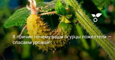 8 причин почему ваши огурцы пожелтели — спасаем урожай! - botanichka.ru