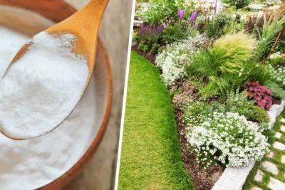 Сода в огороде: советы по применению - plant-growing.com