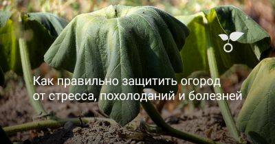 Как правильно защитить огород от стресса, похолоданий и болезней - botanichka.ru