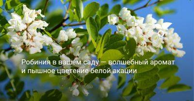 Робиния в вашем саду — волшебный аромат и пышное цветение белой акации - botanichka.ru - Россия - Московская обл. - Владимирская обл. - Вологодская обл. - Воронеж - Курск - Саратов