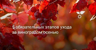 5 обязательных этапов ухода за виноградом осенью - botanichka.ru - г. Виноград