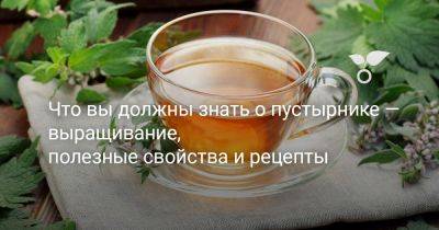 Что вы должны знать о пустырнике — всё о пользе, выращивании и применении - botanichka.ru - Россия