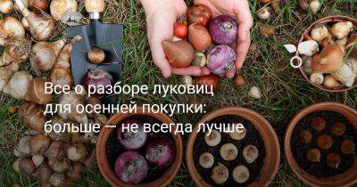 Всё о разборе луковиц для осенней покупки: больше — не всегда лучше - botanichka.ru