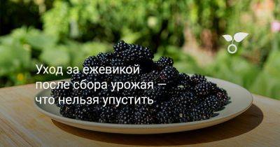 Уход за ежевикой после сбора урожая — что нельзя упустить - botanichka.ru