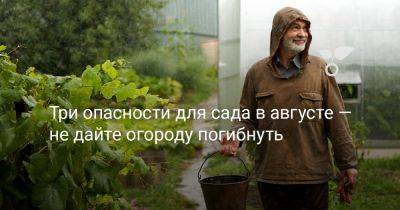 Три опасности для сада в августе — не дайте огороду погибнуть - botanichka.ru