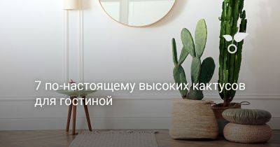 Топ 7 по-настоящему высоких кактусов для гостиной - botanichka.ru