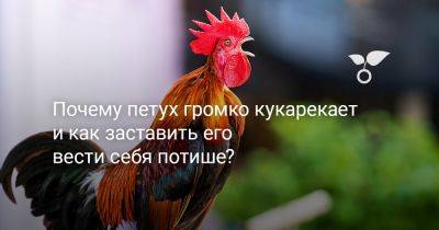 Почему петух громко кукарекает и как заставить его вести себя тише? - botanichka.ru