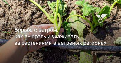 Секреты защиты растений от ветра — создаём устойчивый сад - botanichka.ru