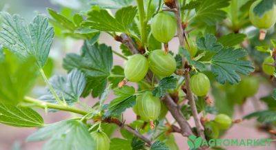 Обрезаем крыжовник осенью правильно - agro-market.net