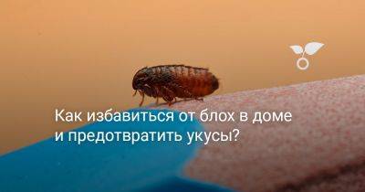 Как избавиться от блох в доме и предотвратить укусы? - botanichka.ru