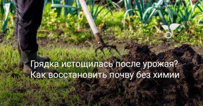 Грядка истощилась после урожая? Как восстановить почву без химии - botanichka.ru