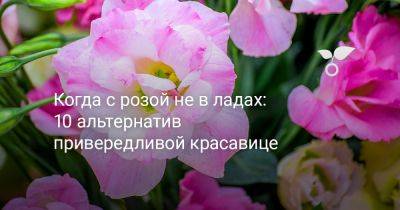 Чем заменить розы? 10 растений для яркого и простого в уходе цветника - botanichka.ru