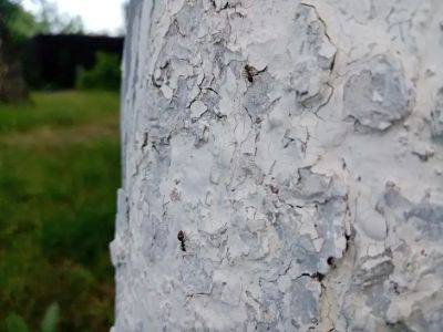 Игорь Зур - Зачем поливать деревья осенью: миф или необходимость перед зимой - belnovosti.by