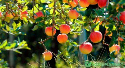 Секреты ухода за яблоней осенью - agro-market.net