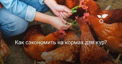 Как сэкономить на кормах для кур? - botanichka.ru