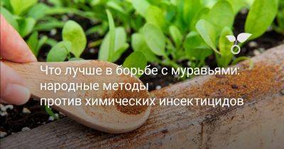 Что лучше в борьбе с муравьями: народные методы против химических инсектицидов - botanichka.ru