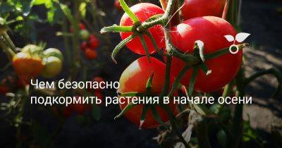 Чем безопасно подкормить растения в начале осени - botanichka.ru - г. Виноград