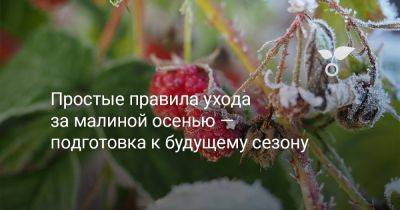 Простые правила ухода за малиной осенью — подготовка к будущему сезону - botanichka.ru