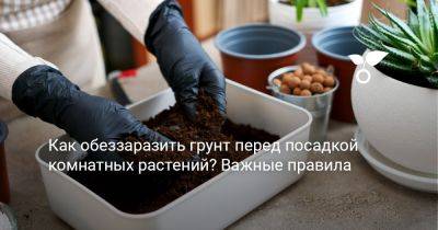 Как обеззаразить грунт перед посадкой комнатных растений? Важные правила - botanichka.ru