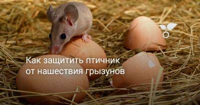 Как защитить птичник от нашествия грызунов - botanichka.ru