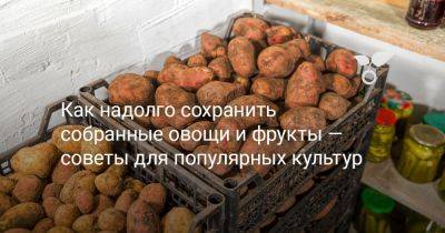 Как надолго сохранить собранные овощи и фрукты — советы для популярных культур - botanichka.ru