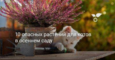 10 опасных растений для котов в осеннем саду - botanichka.ru