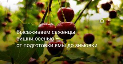 Высаживаем саженцы вишни осенью — от подготовки ямы до зимовки - botanichka.ru