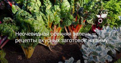 Неочевидная осенняя зелень — рецепты вкусных заготовок на зиму - botanichka.ru
