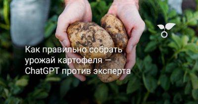 Как правильно собрать урожай картофеля — ChatGPT против эксперта - botanichka.ru