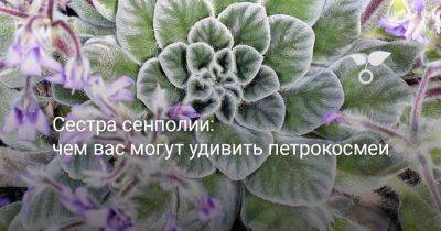 Чем вас удивят петрокосмеи? Интересные, редкие и неповторимые - botanichka.ru - Китай - Индия