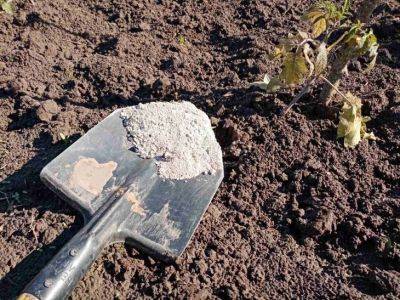 Зачем огородники сыплют золу не под корень: обомлеете, что произойдет потом - belnovosti.by